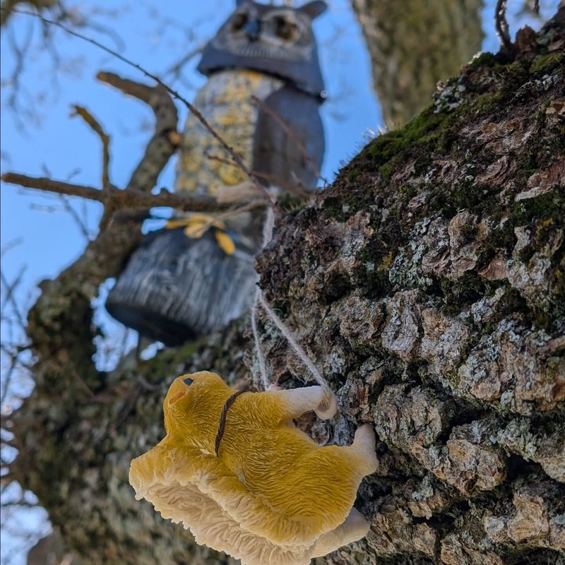 Jess adventure