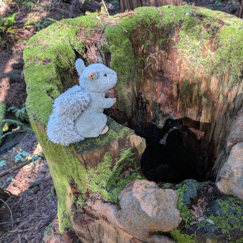 Stuffed squirrel adventure