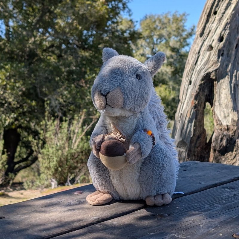 Stuffed squirrel adventure