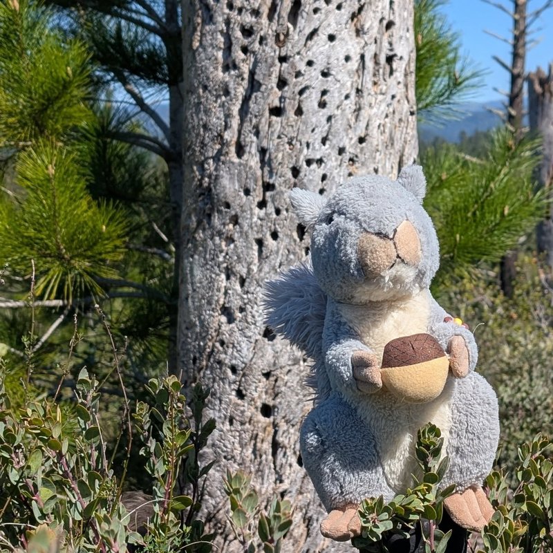 Stuffed squirrel adventure