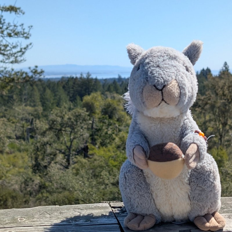 Stuffed squirrel adventure