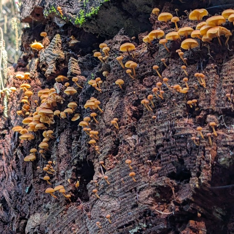 Stuffed squirrel adventure