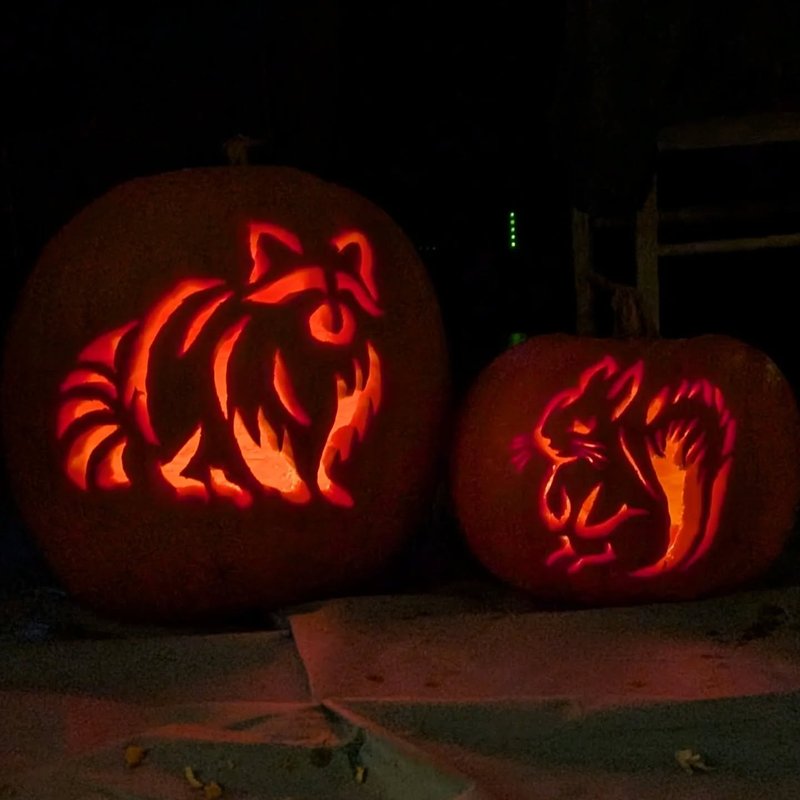 Stuffed squirrel adventure