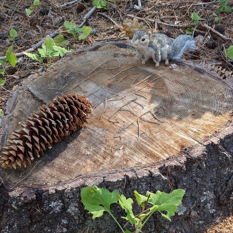 Pineseeker adventure