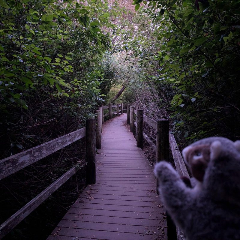 Squeaker adventure