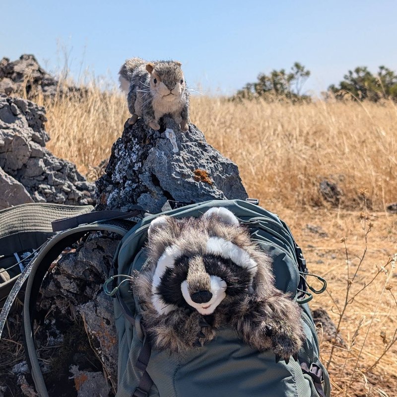 Pineseeker adventure