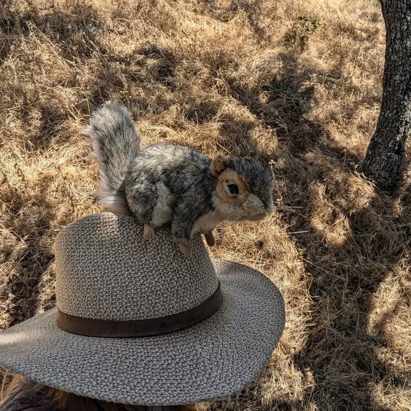 Stuffed squirrel adventure