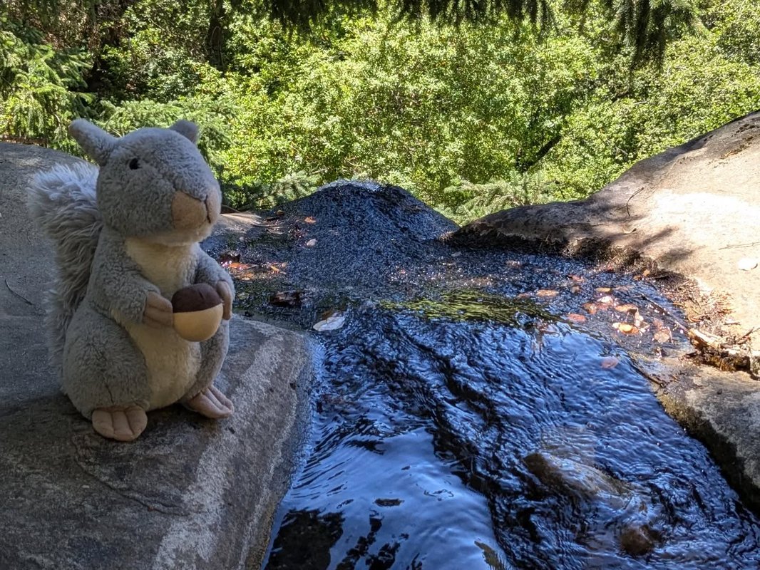 Stuffed squirrel adventure