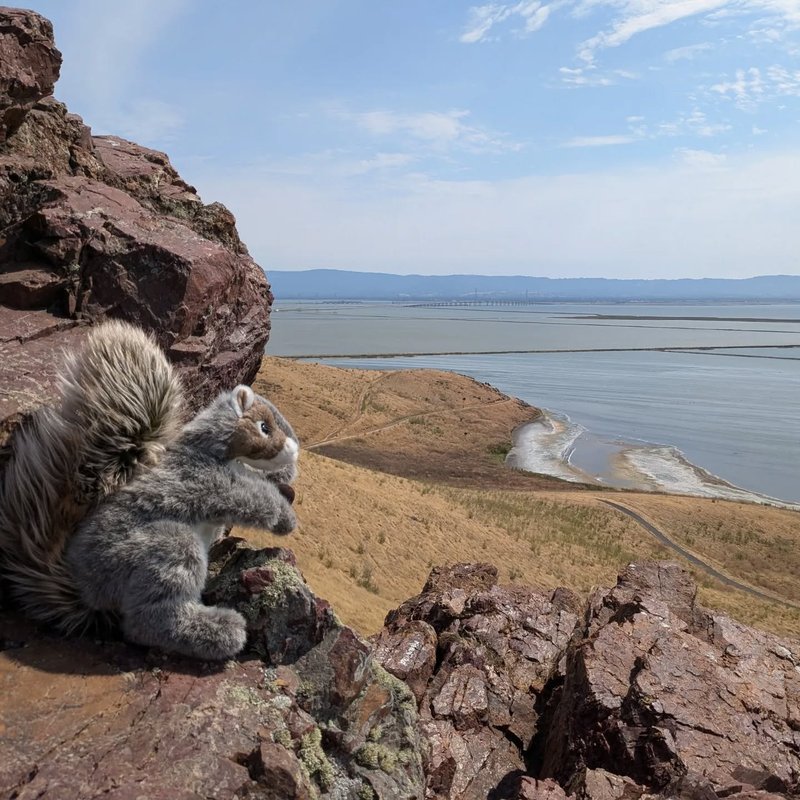 Stuffed squirrel adventure