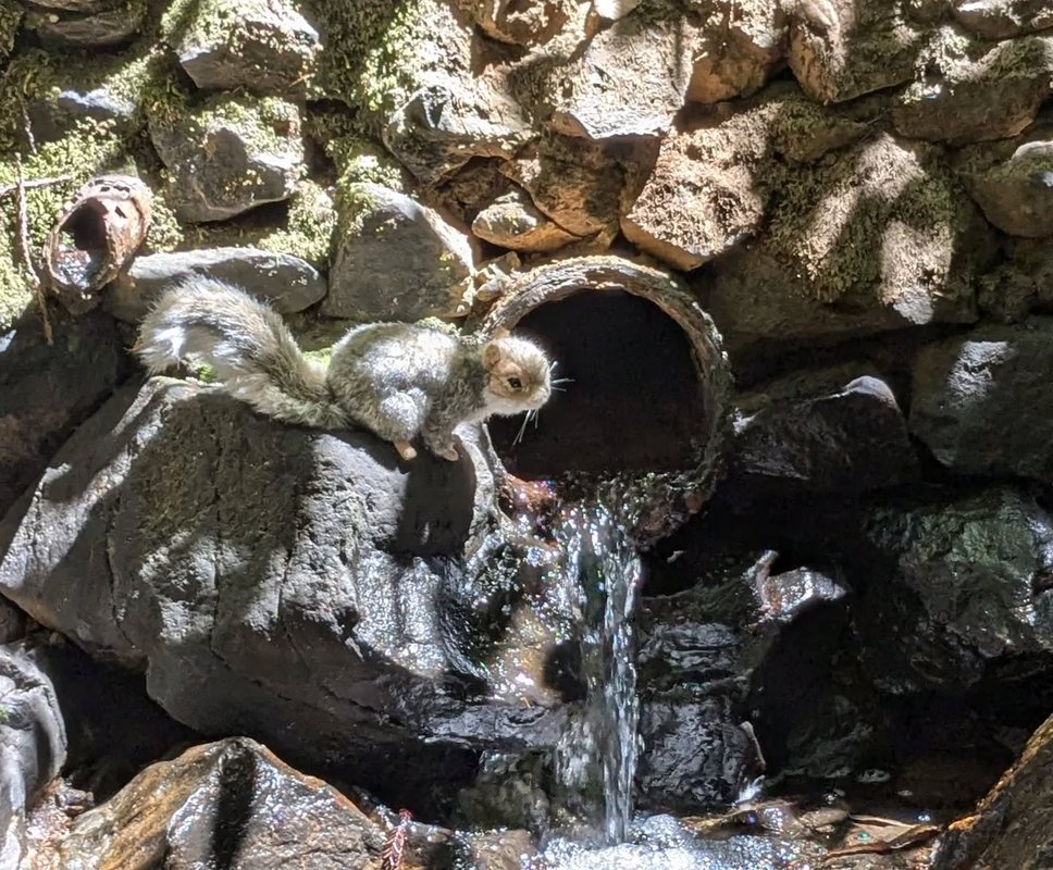 Stuffed squirrel adventure