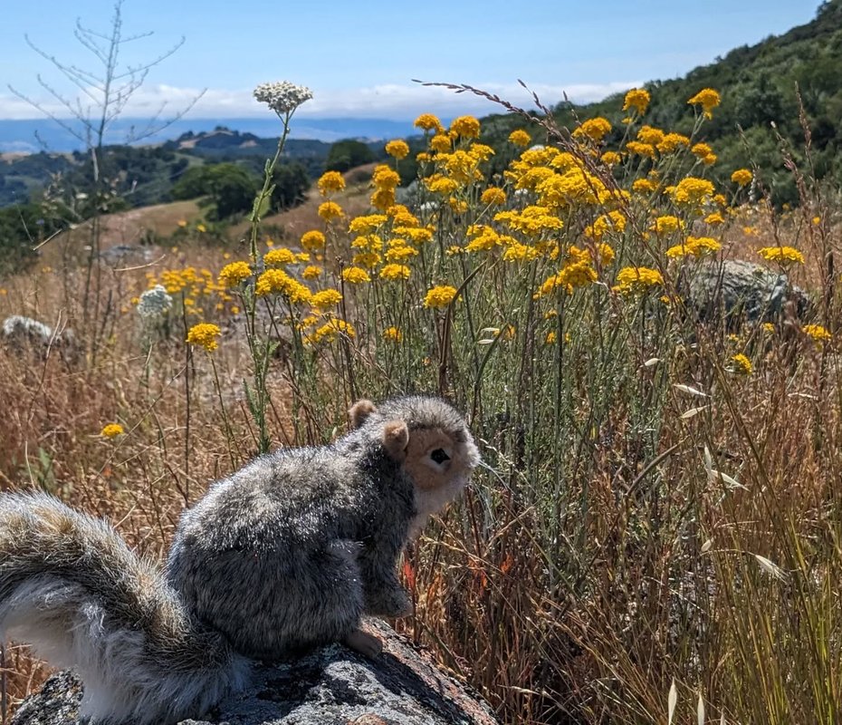 Stuffed squirrel adventure