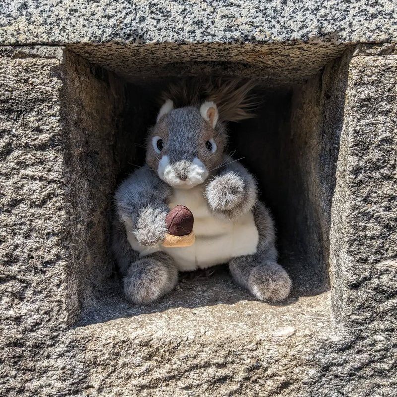 Stuffed squirrel adventure