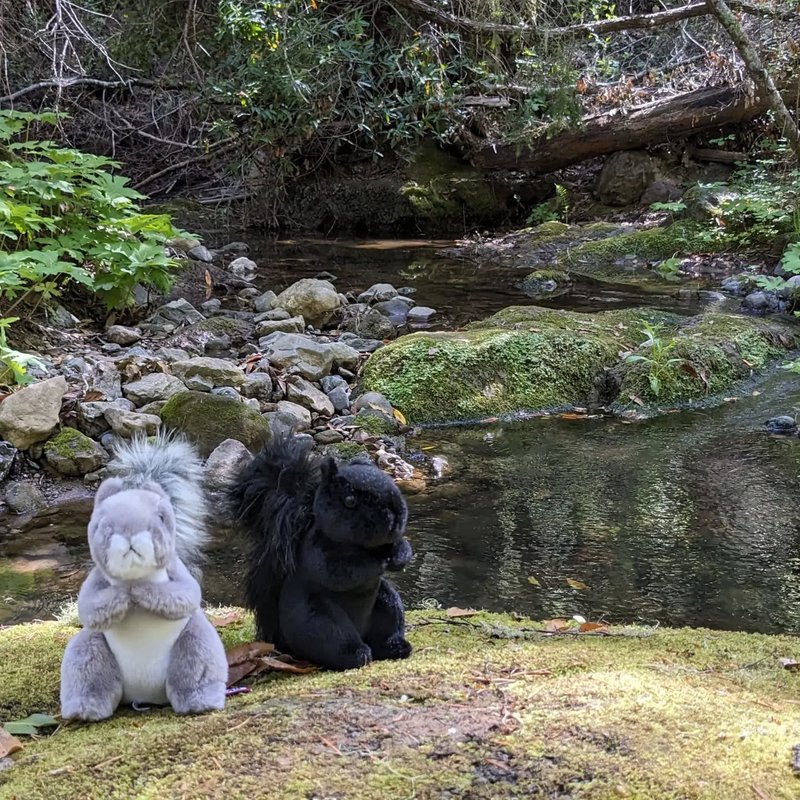 Stuffed squirrel adventure