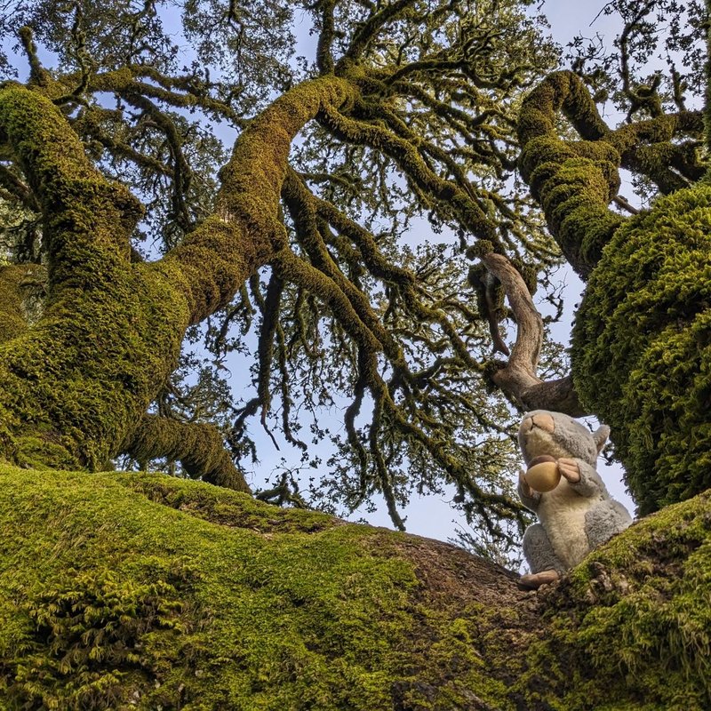 Stuffed squirrel adventure