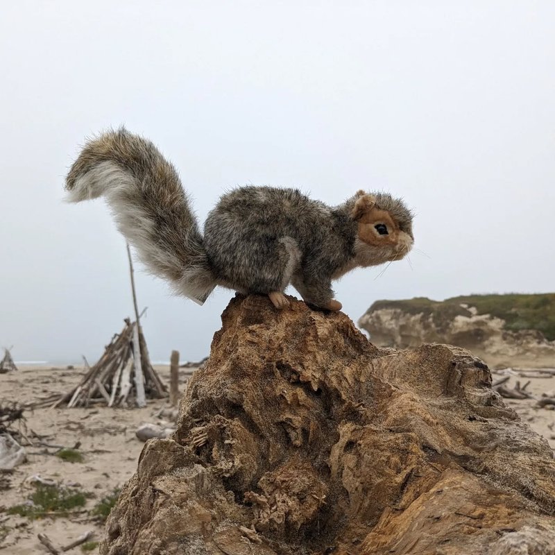 Stuffed squirrel adventure