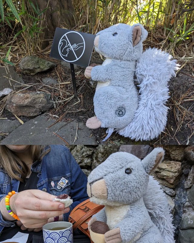Stuffed squirrel adventure