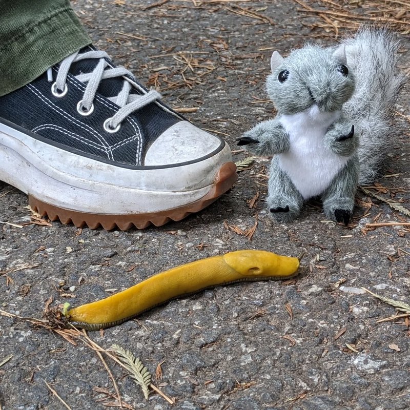 Stuffed squirrel adventure