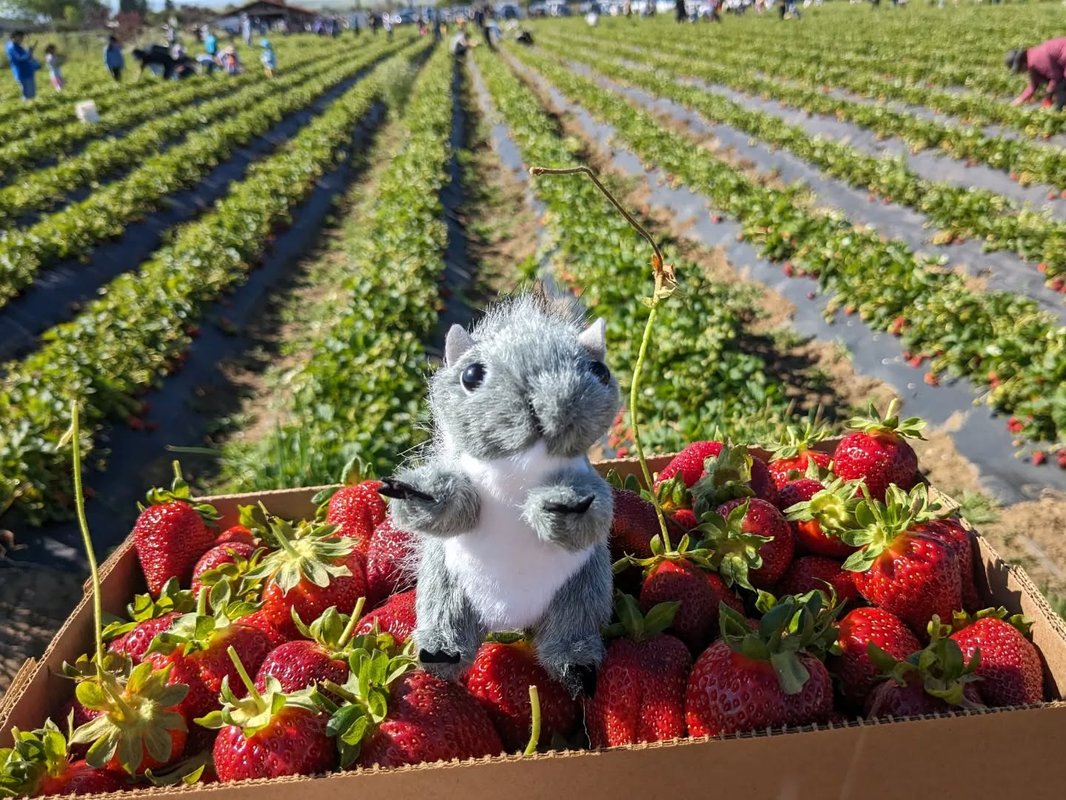 Stuffed squirrel adventure