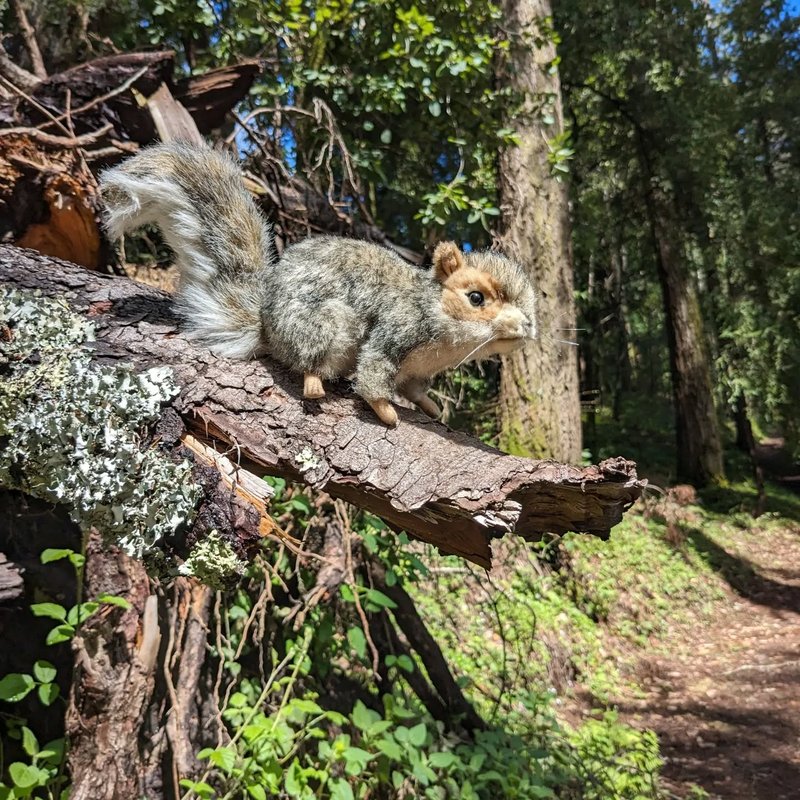Stuffed squirrel adventure