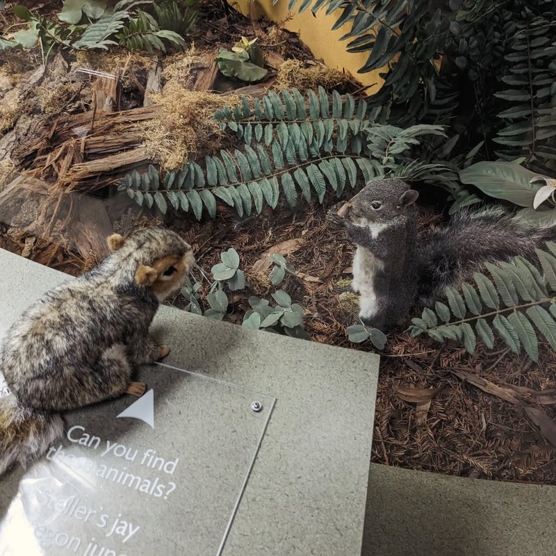 Stuffed squirrel adventure