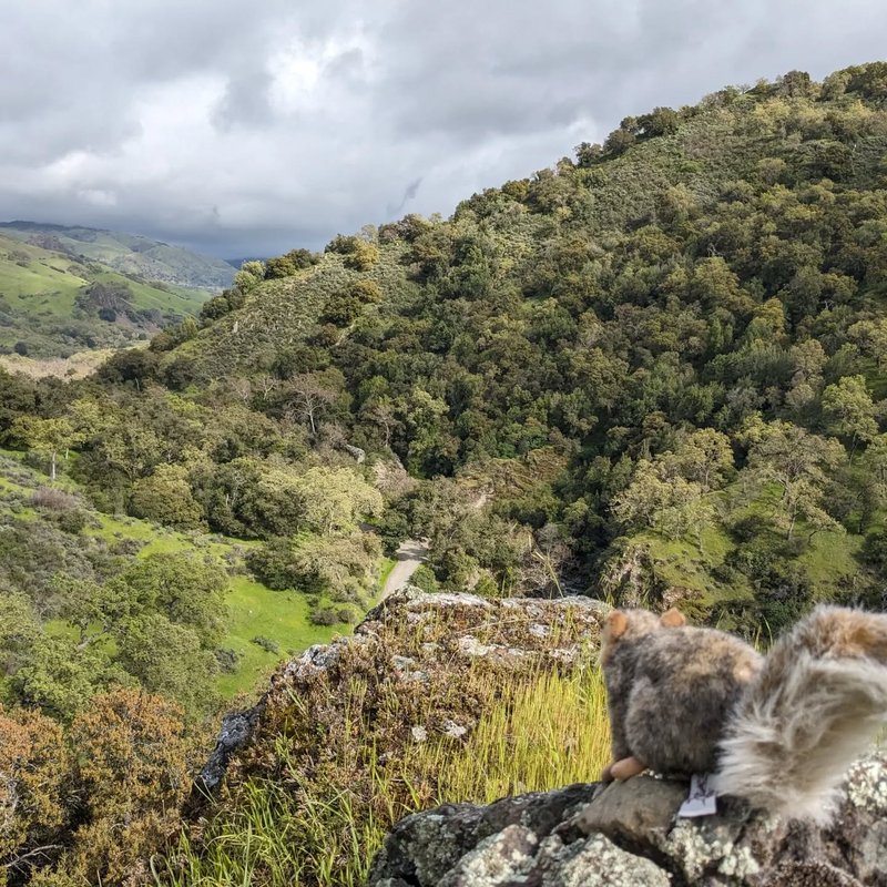 Stuffed squirrel adventure