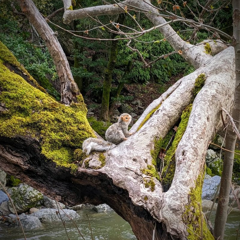 Stuffed squirrel adventure