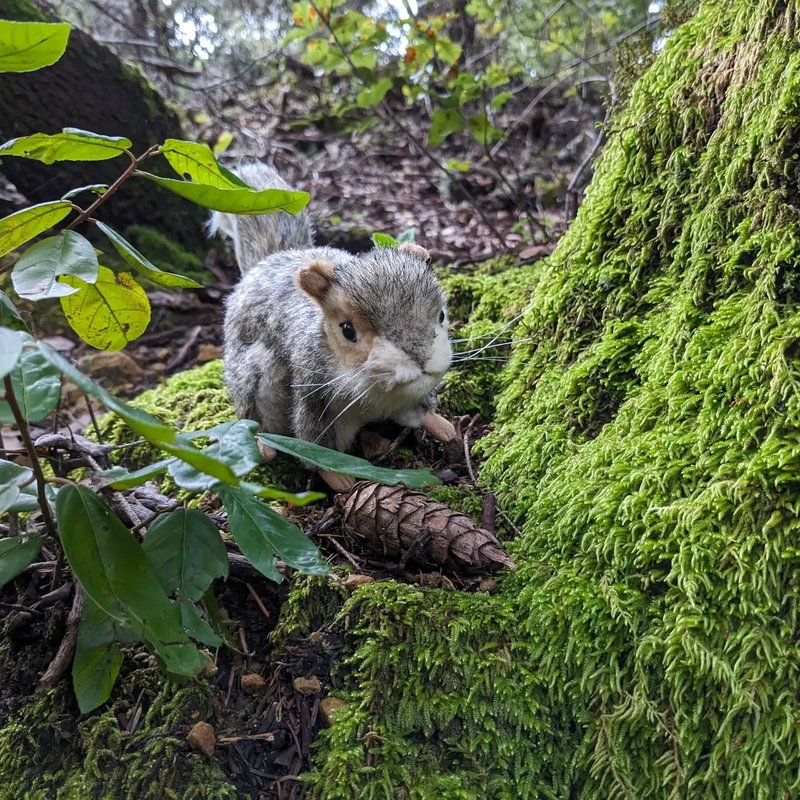 Stuffed squirrel adventure