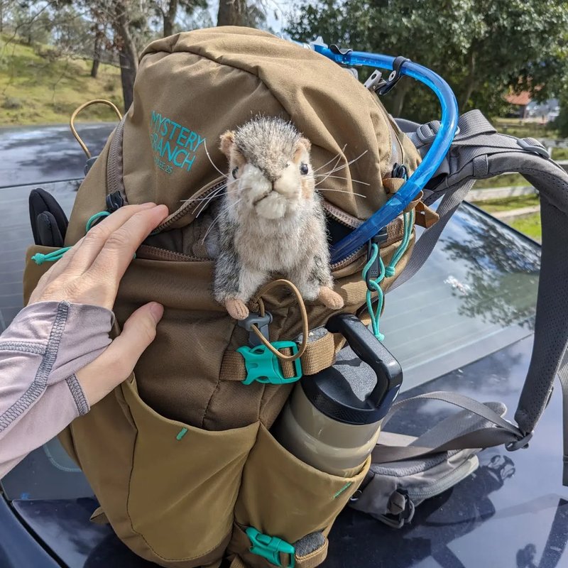 Stuffed squirrel adventure