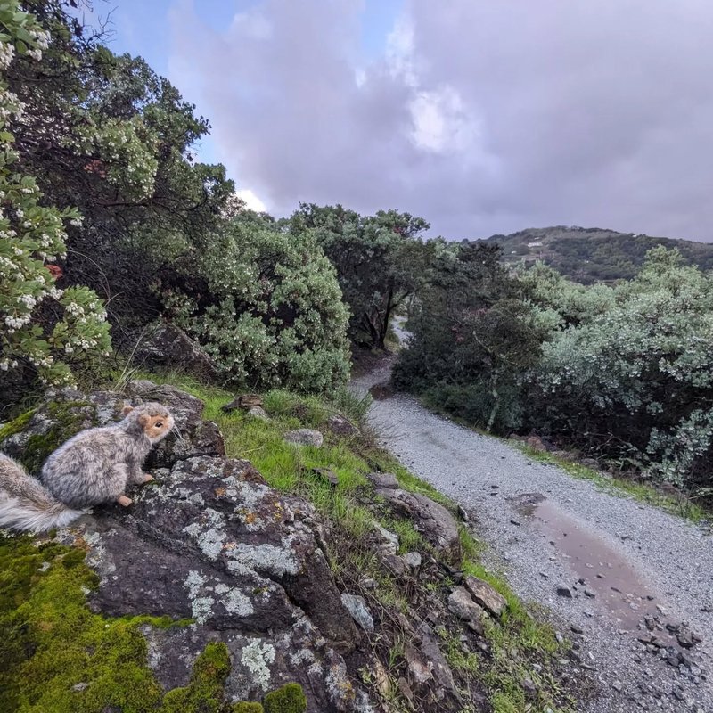 Stuffed squirrel adventure