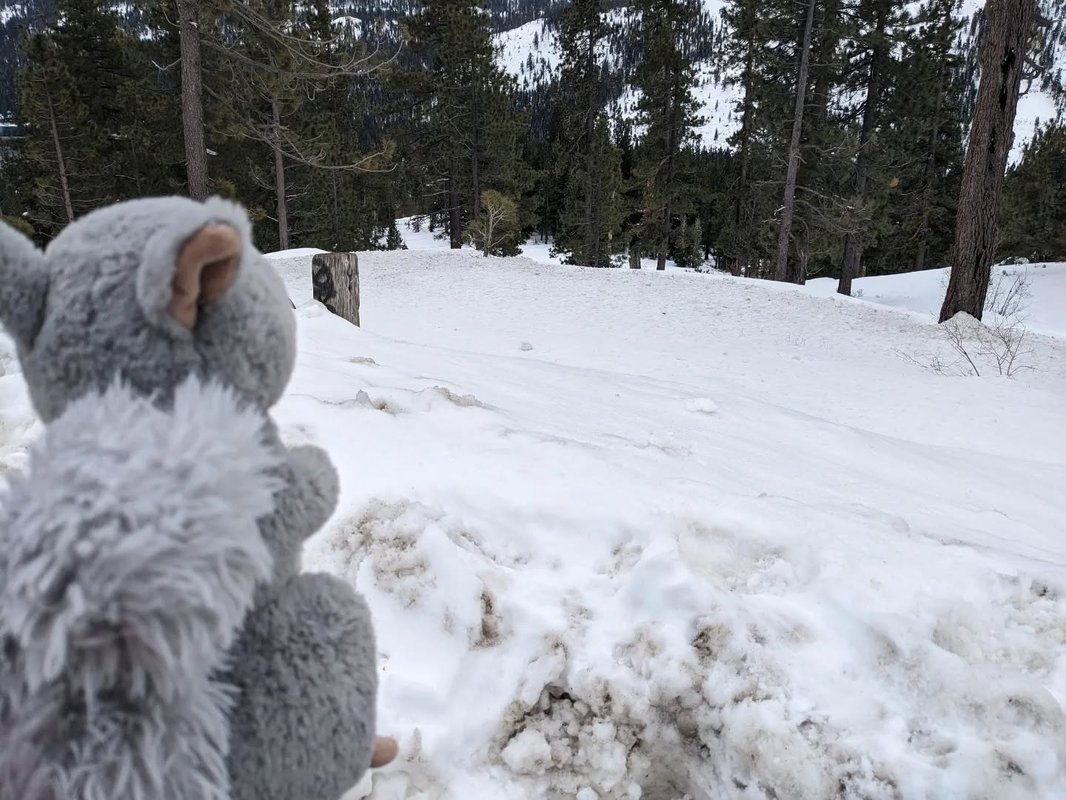 Stuffed squirrel adventure