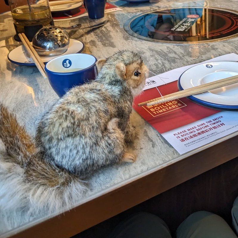 Stuffed squirrel adventure