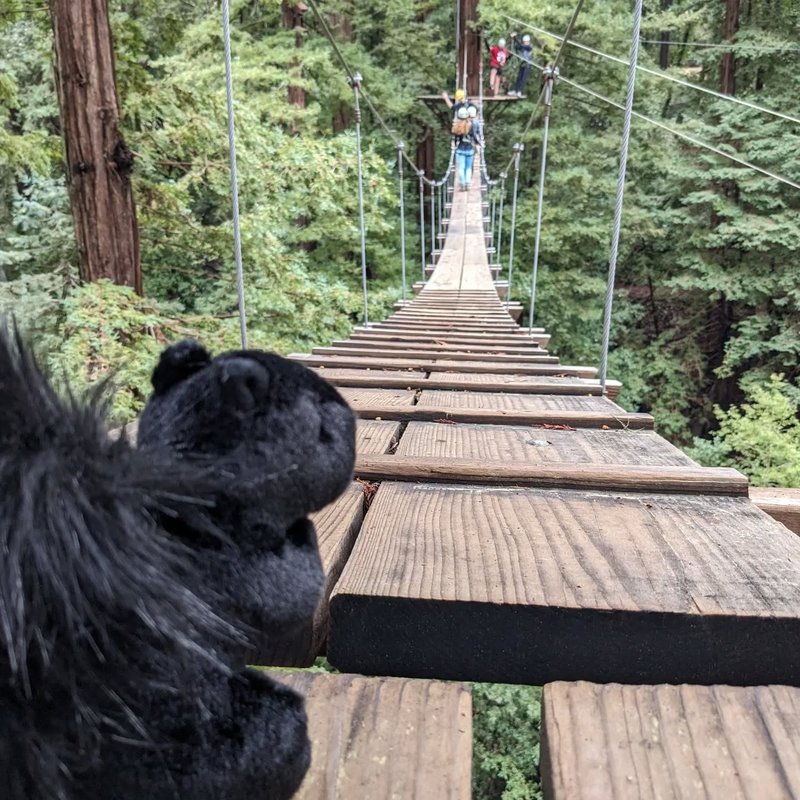 Stuffed squirrel adventure