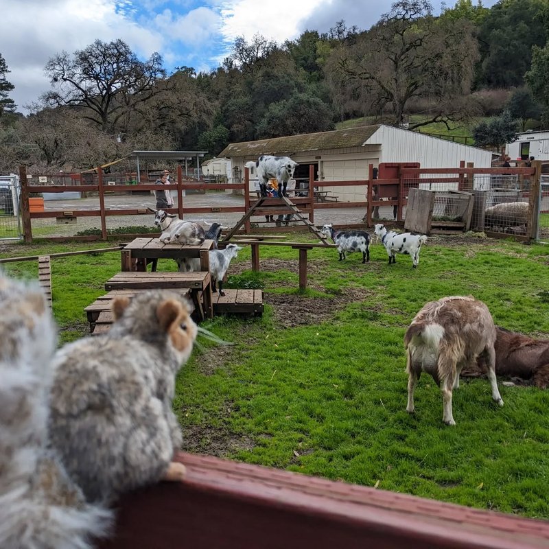 Stuffed squirrel adventure