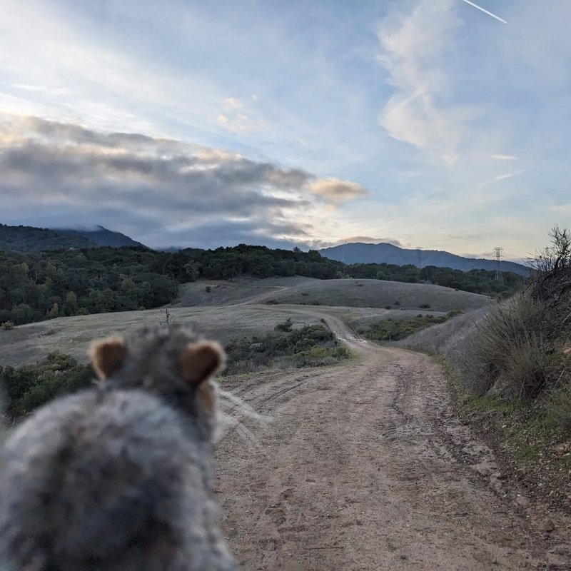 Stuffed squirrel adventure