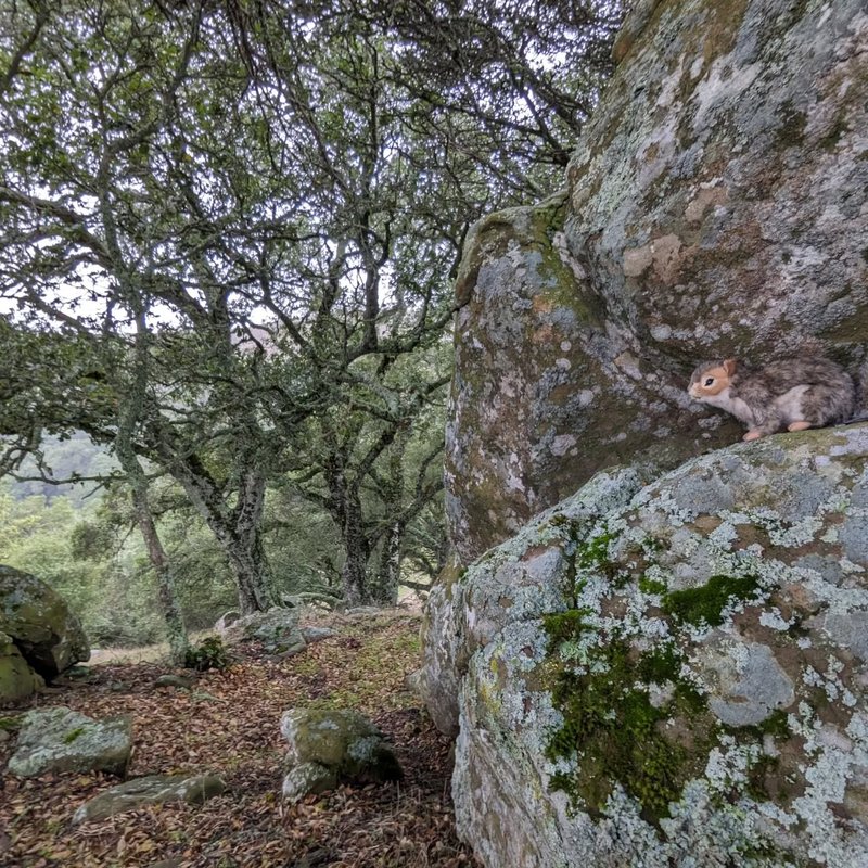 Stuffed squirrel adventure