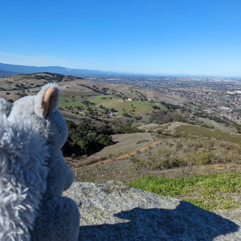 Stuffed squirrel adventure