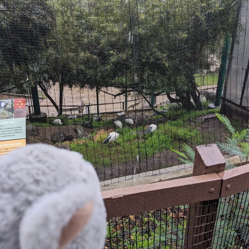 Stuffed squirrel adventure