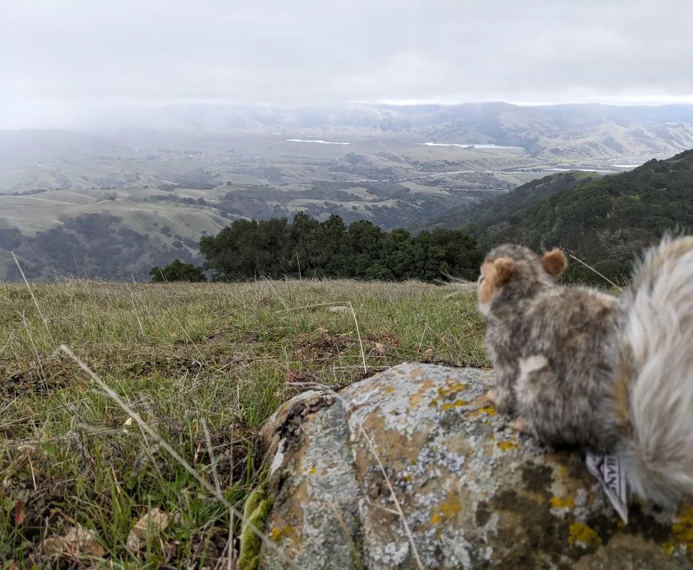 Stuffed squirrel adventure