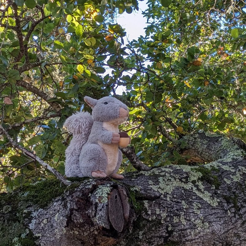 Stuffed squirrel adventure