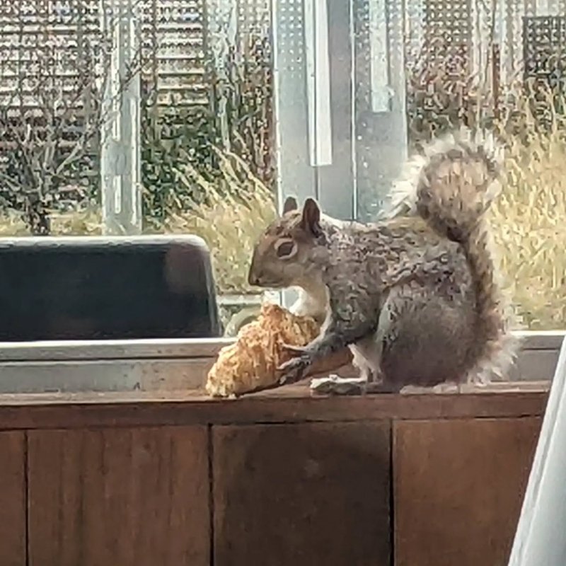 Stuffed squirrel adventure