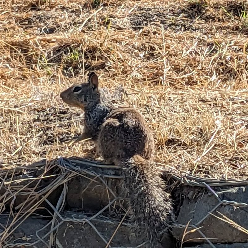 Stuffed squirrel adventure