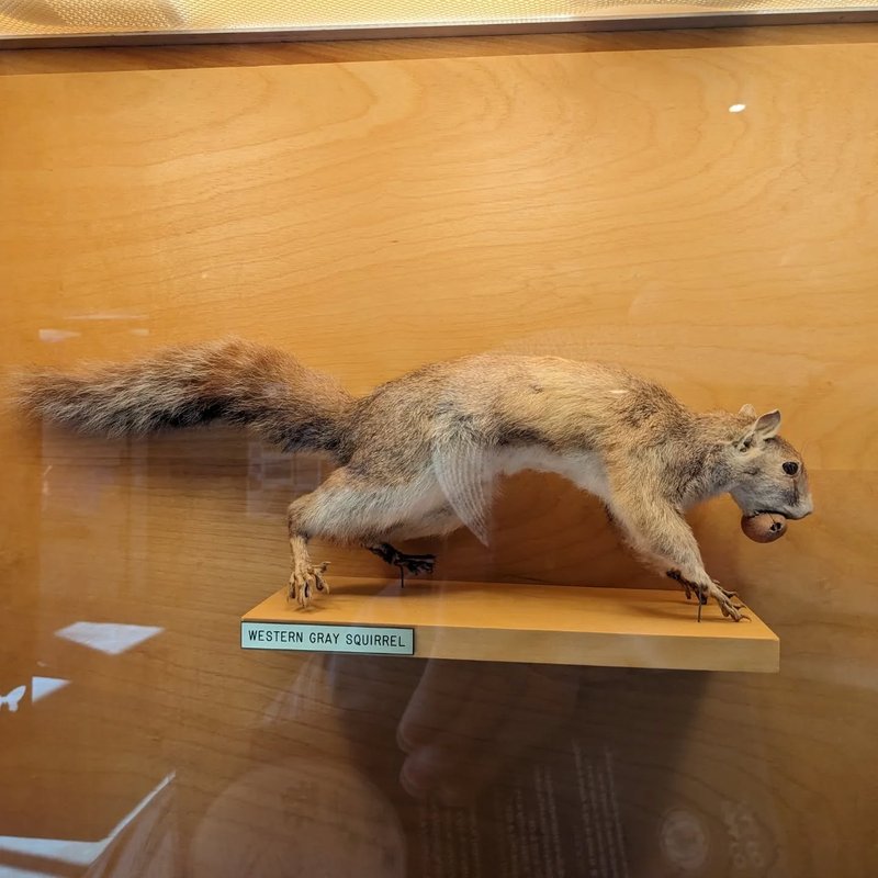 Stuffed squirrel adventure