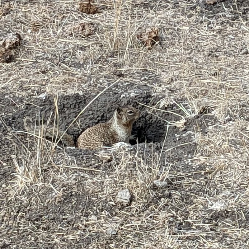 Stuffed squirrel adventure